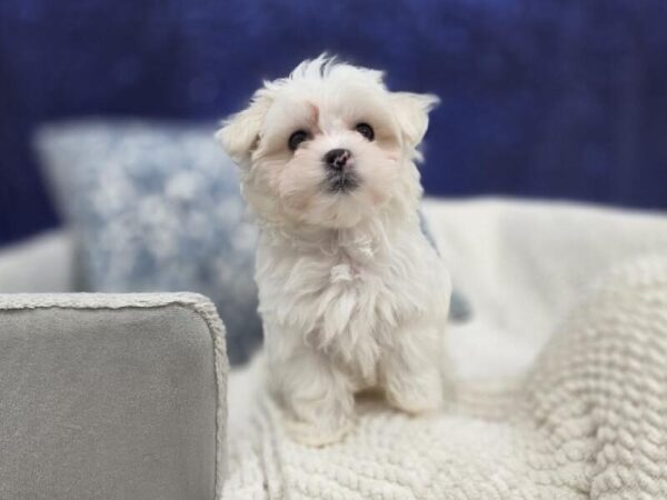 Maltese - 14015 photo 3