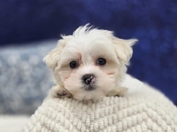 Maltese - 14015 photo 6