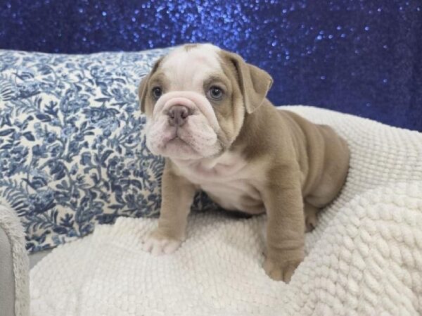 English Bulldog - 14013 photo 5