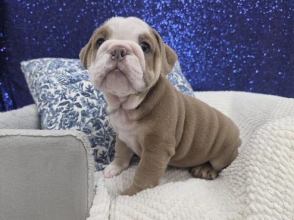 [#14013] Lilac / White Male English Bulldog DOG
