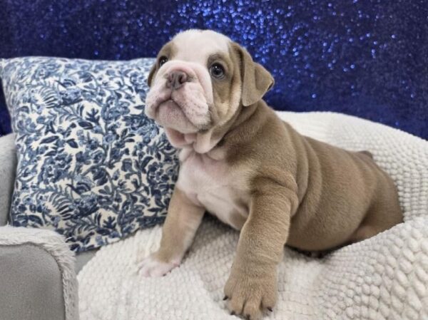 English Bulldog - 14013 photo 3