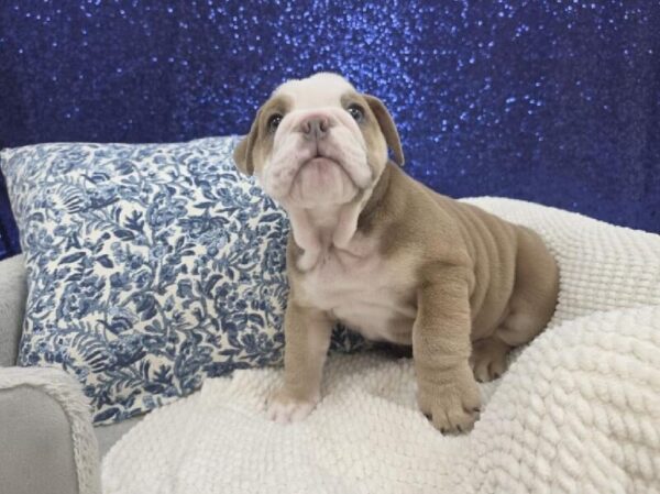 English Bulldog - 14013 photo 4