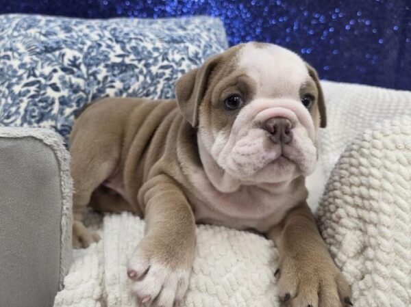 English Bulldog - 14013 photo 2
