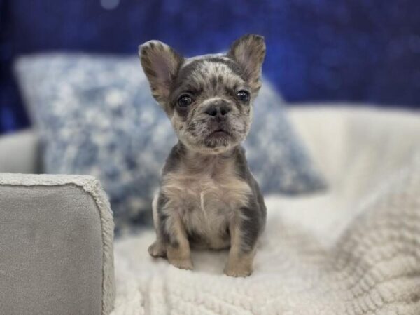 French Bulldog - 14014 photo 5