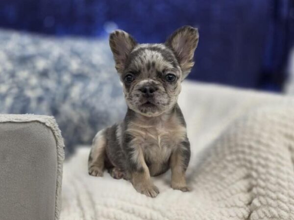 [#14014] Blue Merle Male French Bulldog DOG