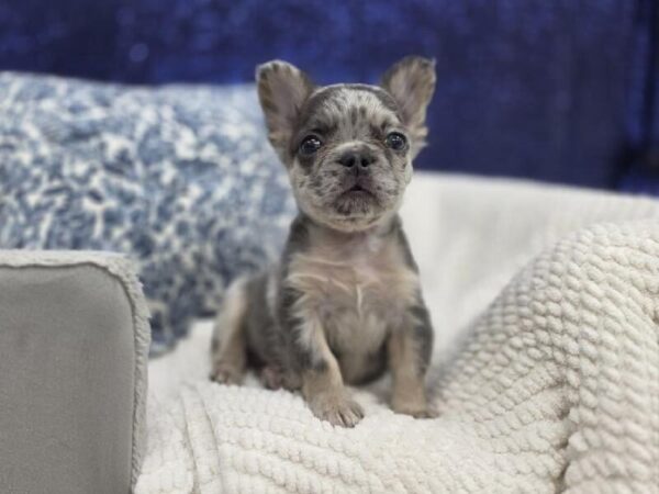 French Bulldog - 14014 photo 7