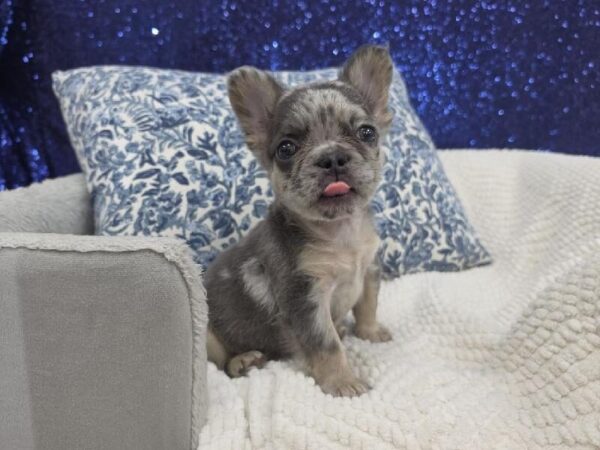 French Bulldog - 14014 photo 4