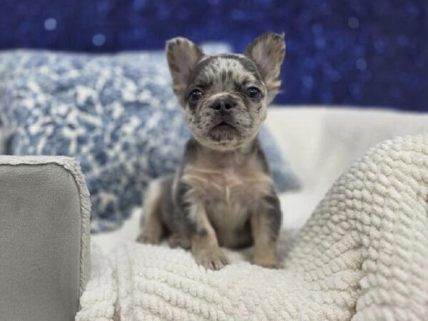 French Bulldog - 14014 photo 8