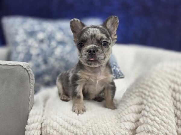 French Bulldog - 14014 photo 3