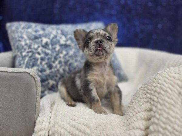 French Bulldog - 14014 photo 2