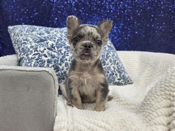 French Bulldog - 14014 photo 6