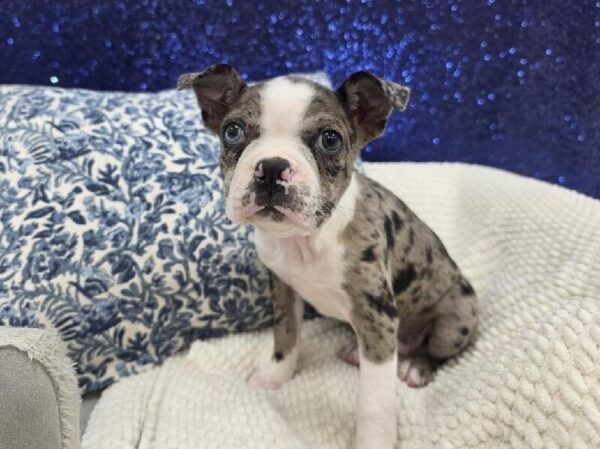 Boston Terrier - 14010 photo 3