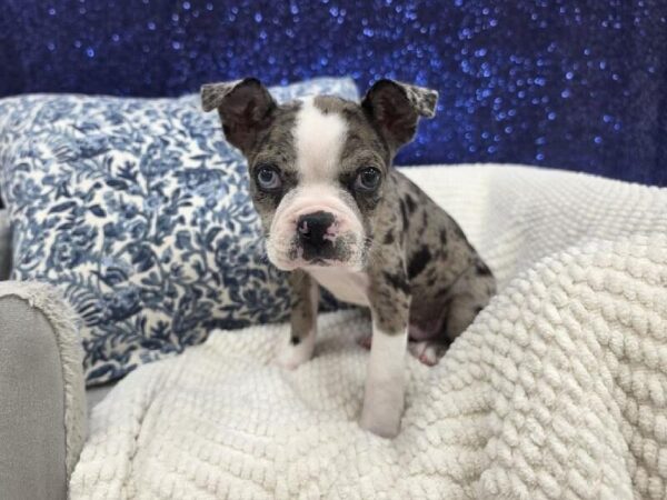 Boston Terrier - 14010 photo 4