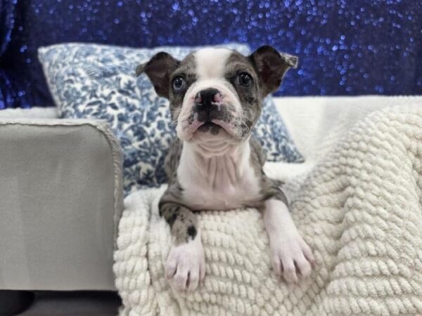 [#14010] Blue Merle Female Boston Terrier DOG