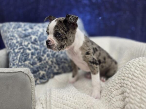 Boston Terrier - 14010 photo 5