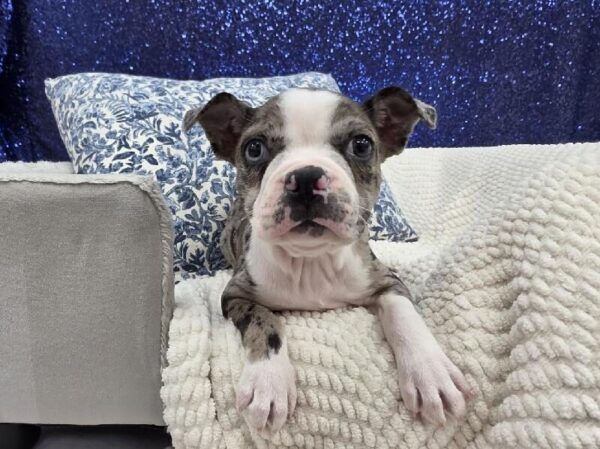 Boston Terrier - 14010 photo 6