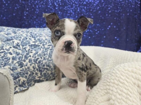 Boston Terrier - 14010 photo 2