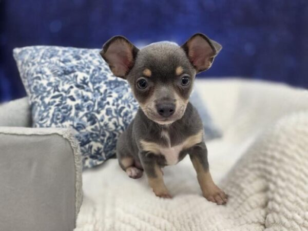 Chihuahua - 14016 photo 4