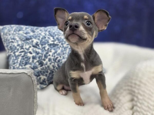 Chihuahua - 14016 photo 3