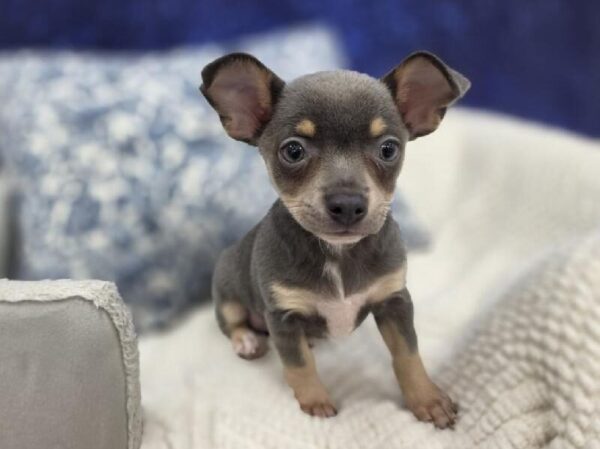 Chihuahua - 14016 photo 2