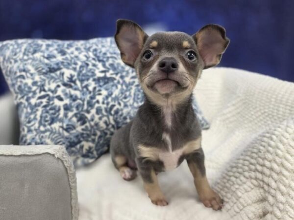 [#14016] Blue Female Chihuahua DOG