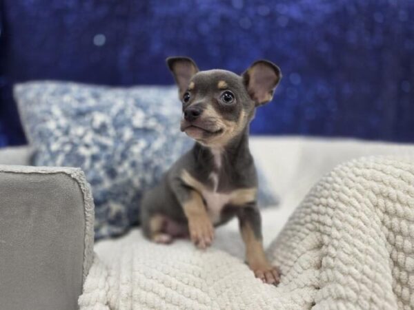 Chihuahua - 14016 photo 5