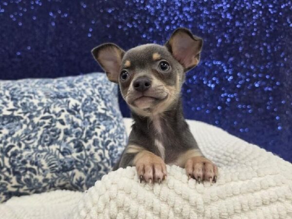Chihuahua - 14016 photo 6