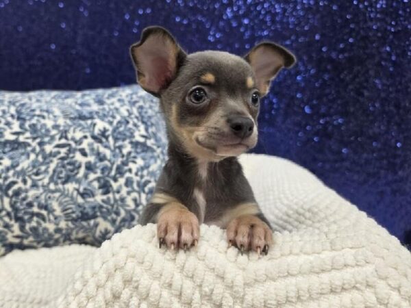 Chihuahua - 14016 photo 7