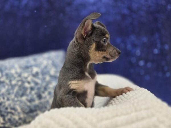 Chihuahua - 14016 photo 8