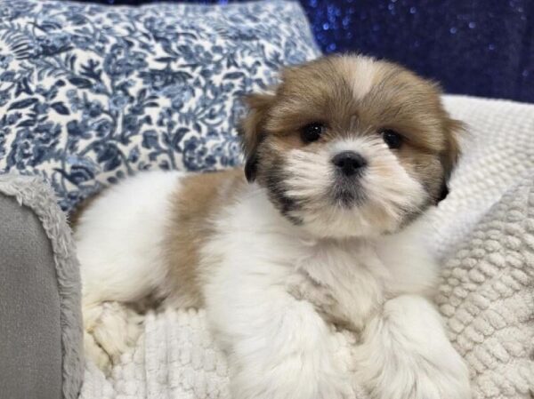 Lhasa Apso - 14011 photo 3