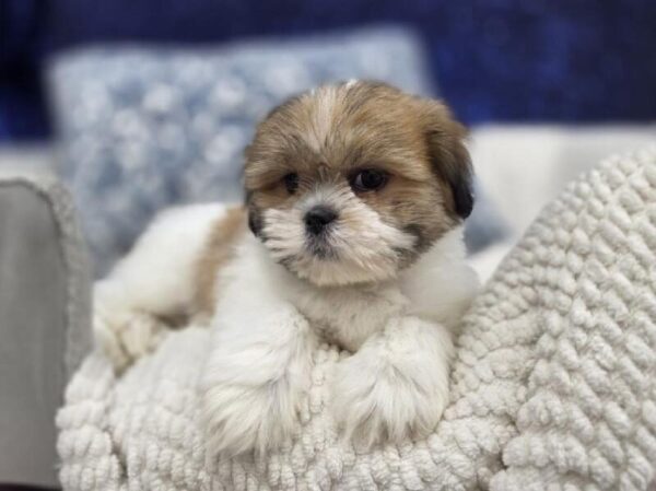 Lhasa Apso - 14011 photo 2