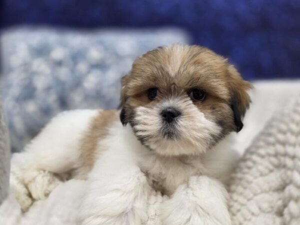 Lhasa Apso - 14011 photo 4