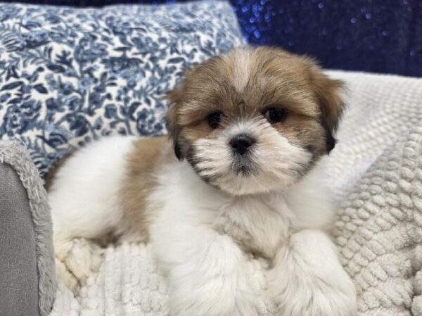 Lhasa Apso - 14011 photo 5