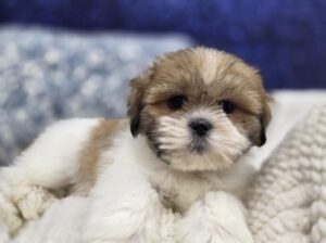 Lhasa Apso puppy available now