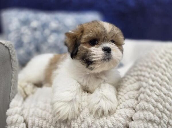 Lhasa Apso - 14011 photo 6