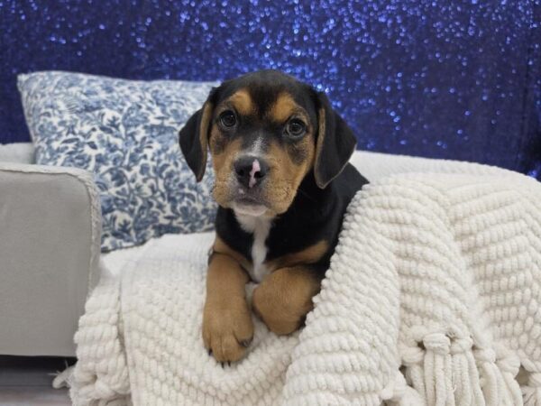 [#14017] Black / Tan Female Beabull DOG