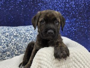 Cane Corso puppy available now