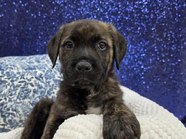 Cane Corso - 14018 photo 2