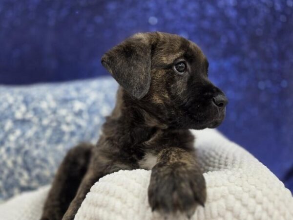Cane Corso - 14018 photo 3