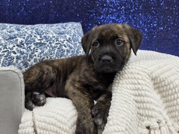 Cane Corso - 14018 photo 4