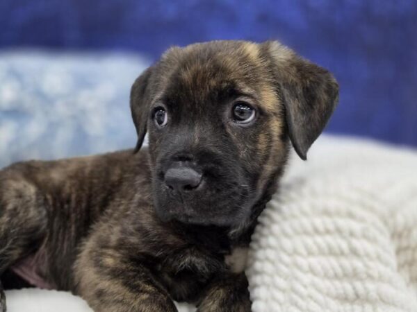 Cane Corso - 14018 photo 5