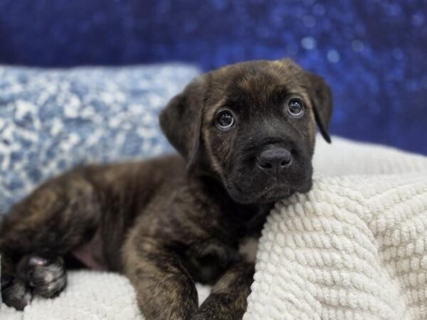 Cane Corso - 14018 photo 6