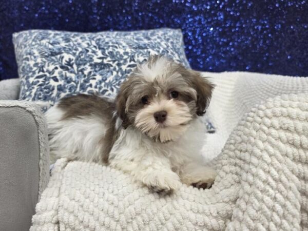 [#14019] Brown / White Female Havanese DOG