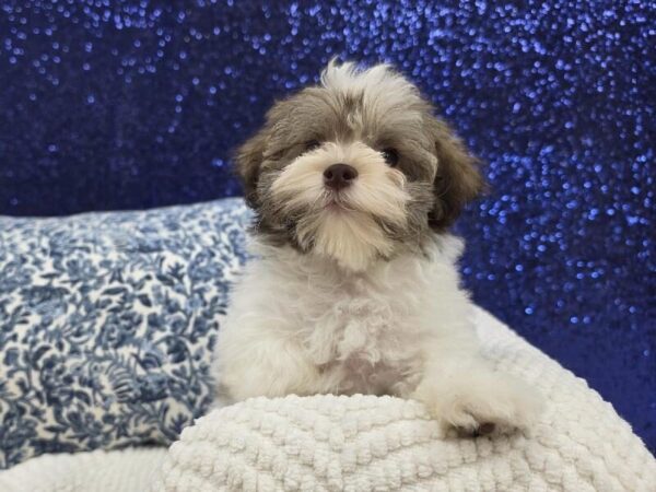 Havanese - 14019 photo 2