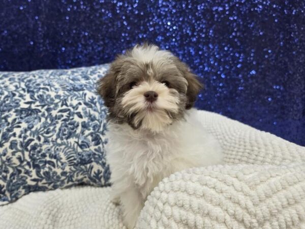 Havanese - 14019 photo 3
