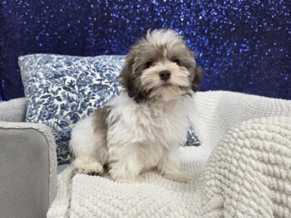 Havanese - 14019 photo 4