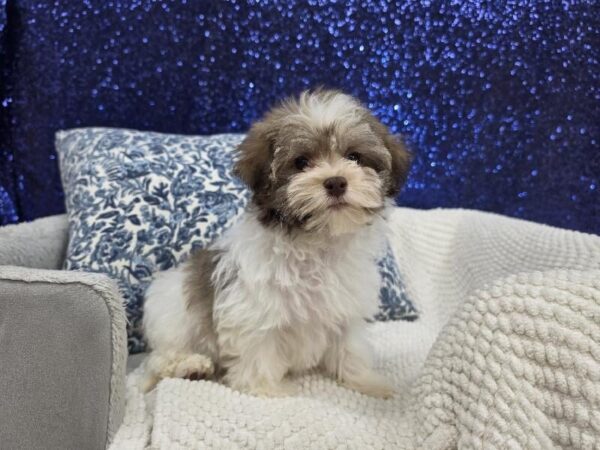 Havanese - 14019 photo 5