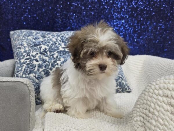 Havanese - 14019 photo 6