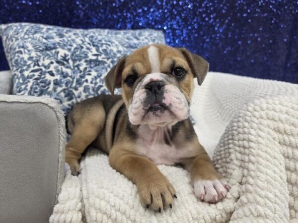[#14020] Merle Female English Bulldog DOG