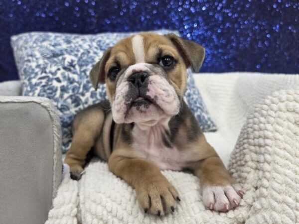 English Bulldog - 14020 photo 4